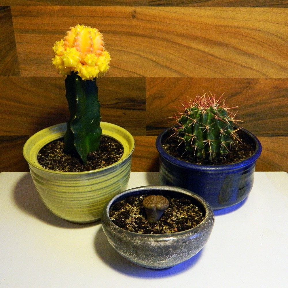 Keramik & Kaktus